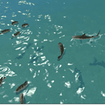 Shark and fish swimming in the ocean background.