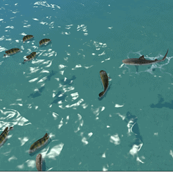 Shark and fish swimming in the ocean background.